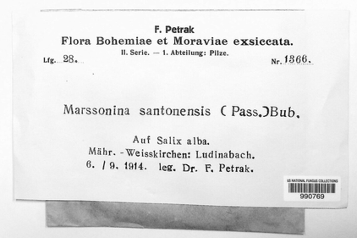 Marssonina santonensis image